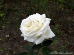 Silver Wedding-2.jpg